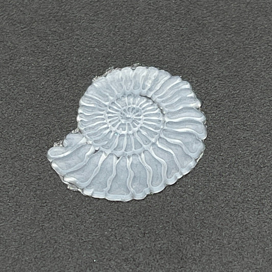Ammonite