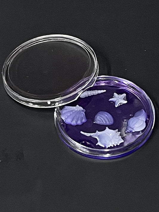 Set of 6 Tiny Shells