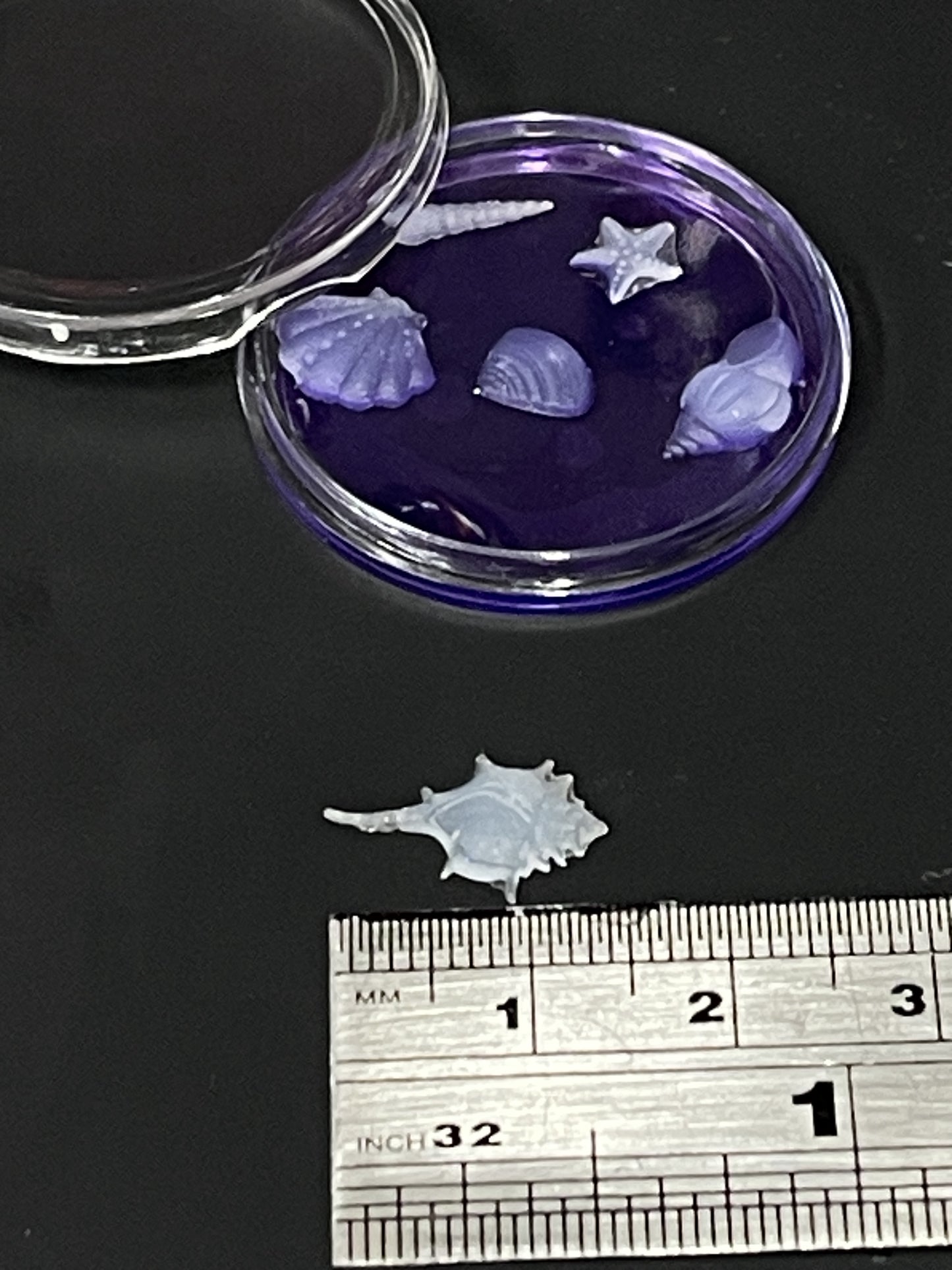 Set of 6 Tiny Shells