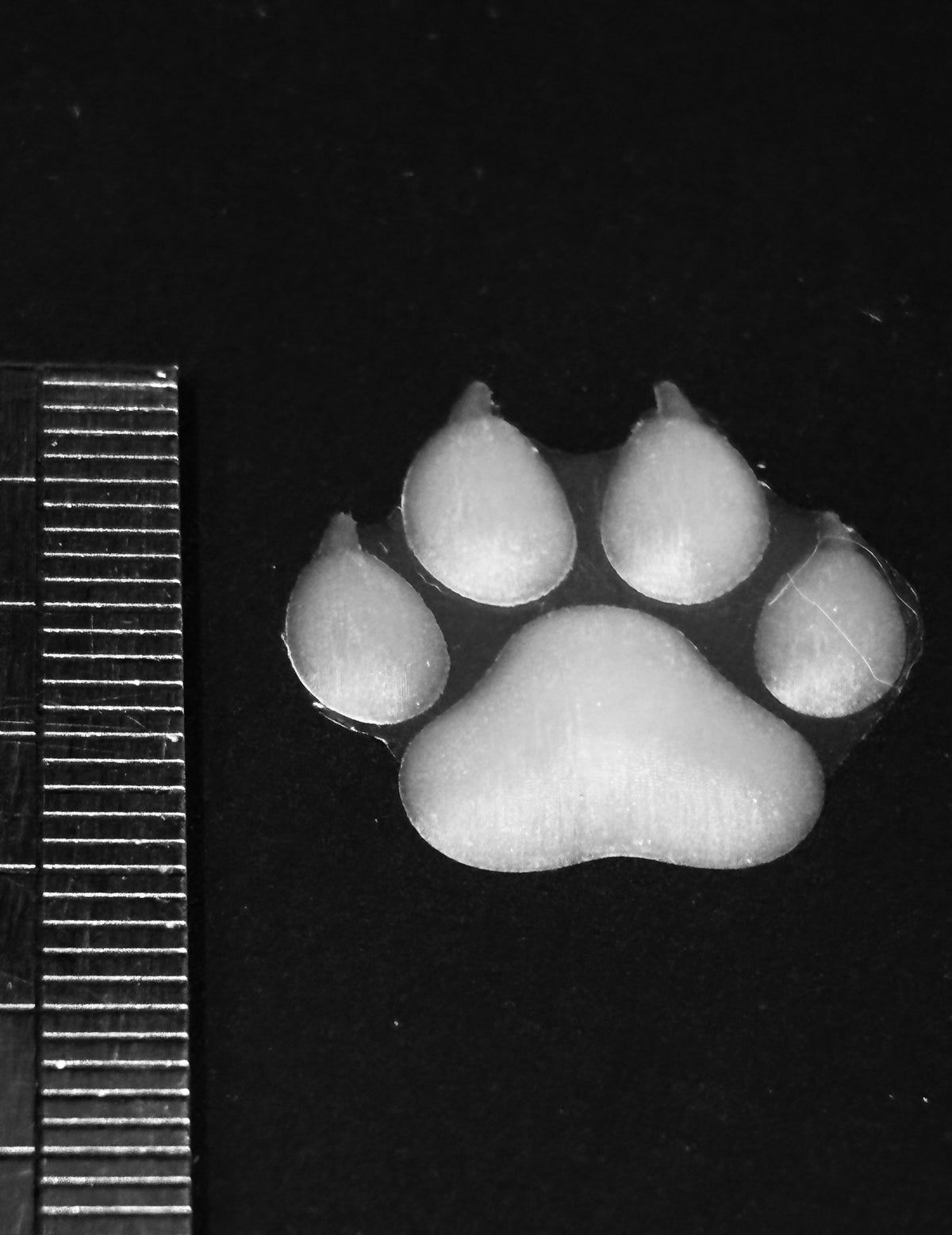 Paws & Remember