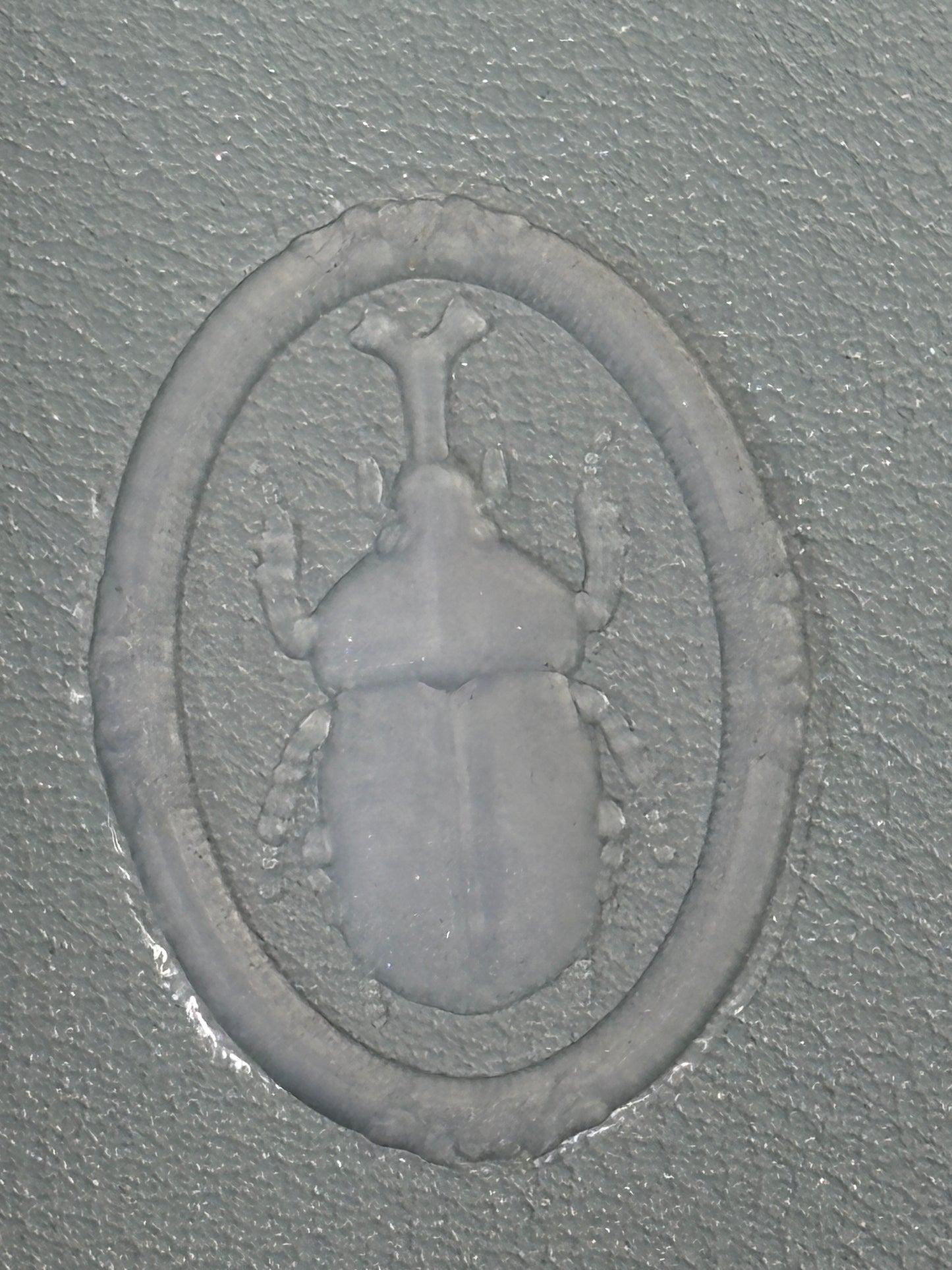 Rhino Beetle