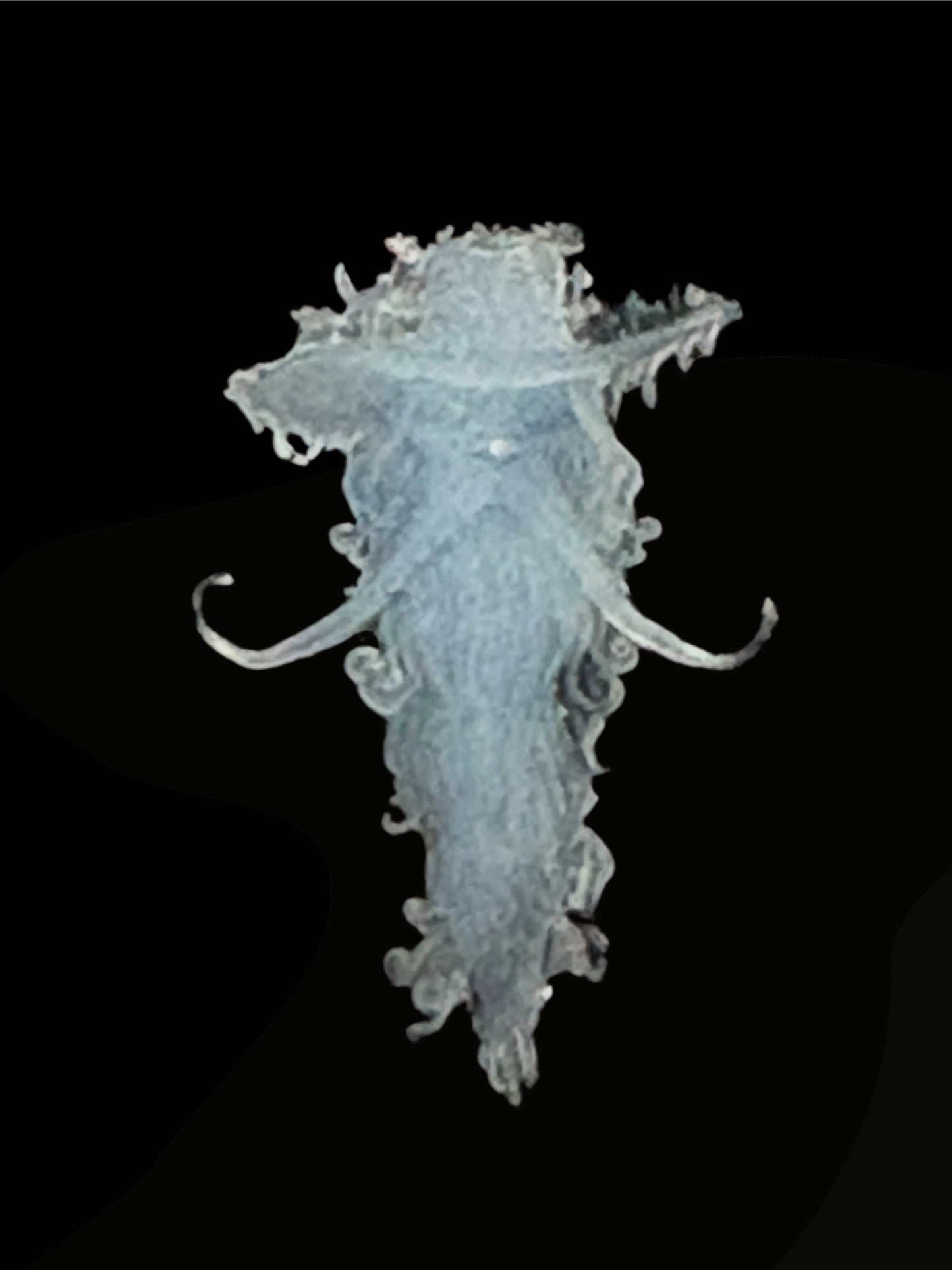Bearded Fellow