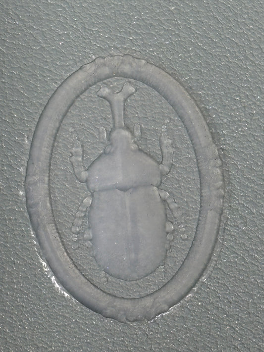 Rhino Beetle